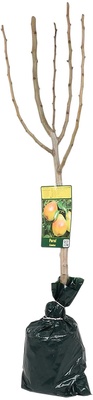 Arbol Frutal Enano Melocotonero